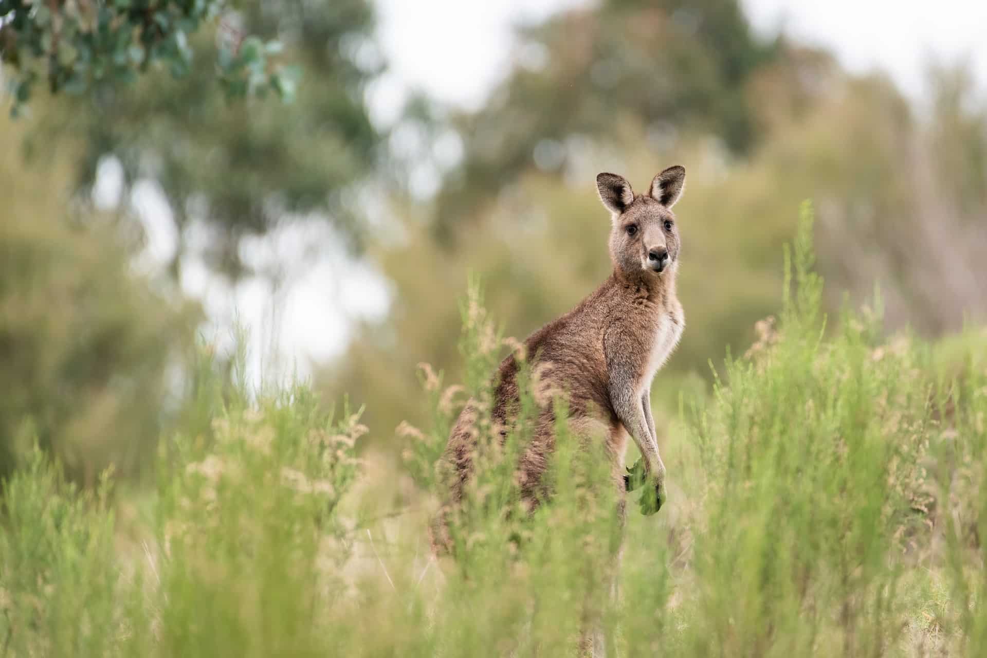 Australia thing to know Section Photo of a Kangaroo on the unbound destination page